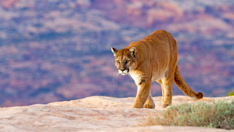 mountain lion downtown oceanside